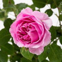 Роза флорибунда Лилак Топаз (Rose floribunda Lilac Topaz), C4